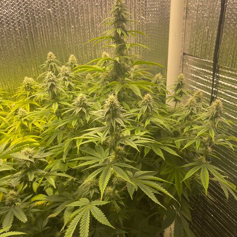 Purple Crash growlog timeline photo