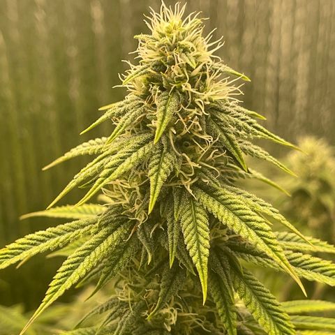 Purple Crash growlog timeline photo