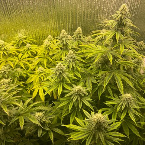 Purple Crash growlog timeline photo
