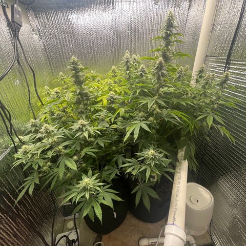 Purple Crash growlog timeline photo