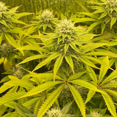 Purple Crash growlog timeline photo