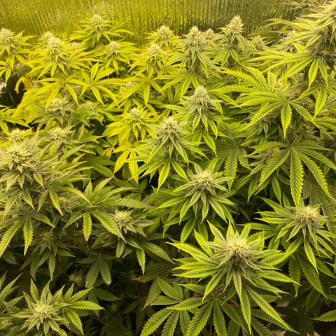 Purple Crash growlog timeline photo
