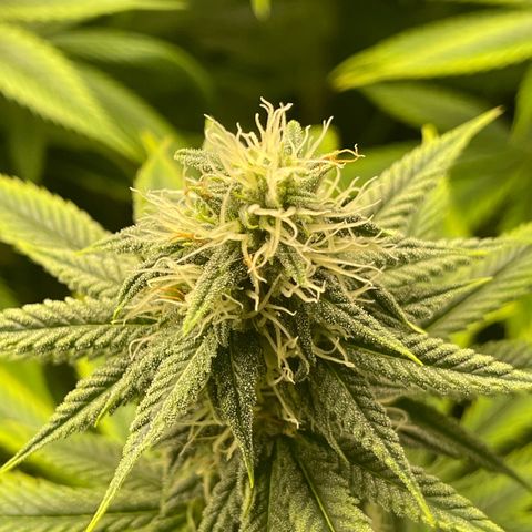 Purple Crash growlog timeline photo
