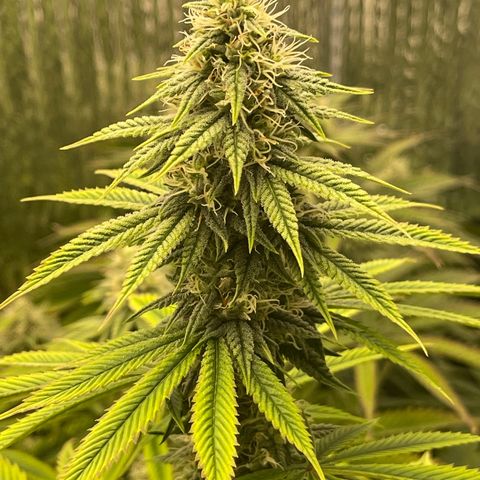 Purple Crash growlog timeline photo