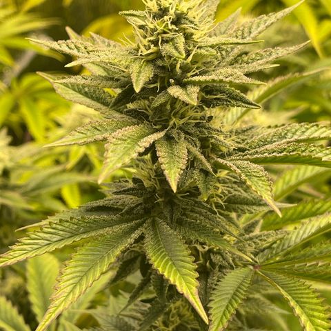 Purple Crash growlog timeline photo