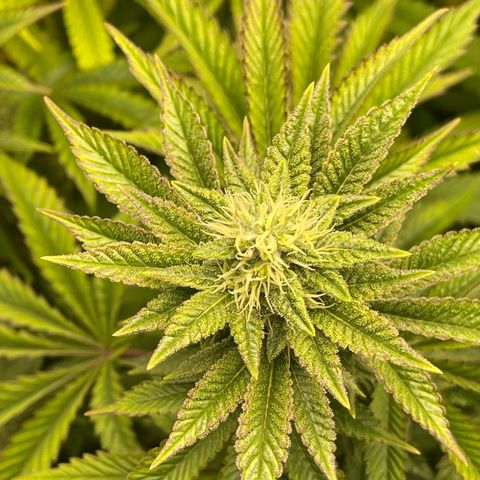 Purple Crash growlog timeline photo