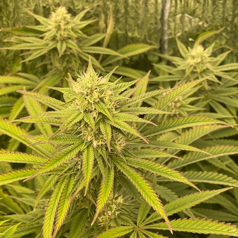 Purple Crash growlog timeline photo