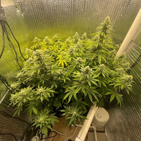 Purple Crash growlog timeline photo