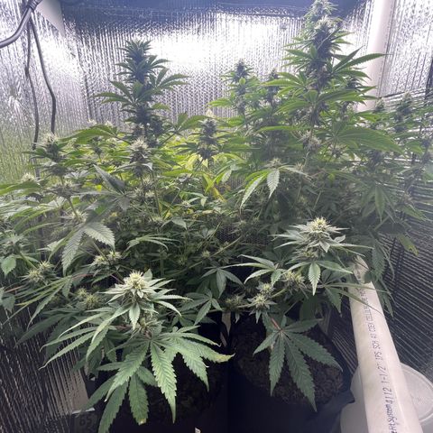 Purple Crash growlog timeline photo