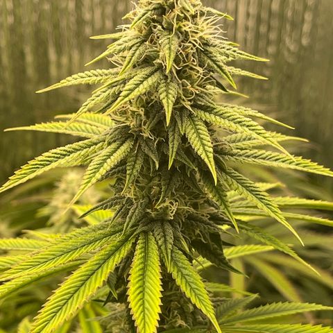 Purple Crash growlog timeline photo
