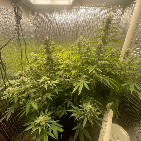 Purple Crash growlog timeline photo