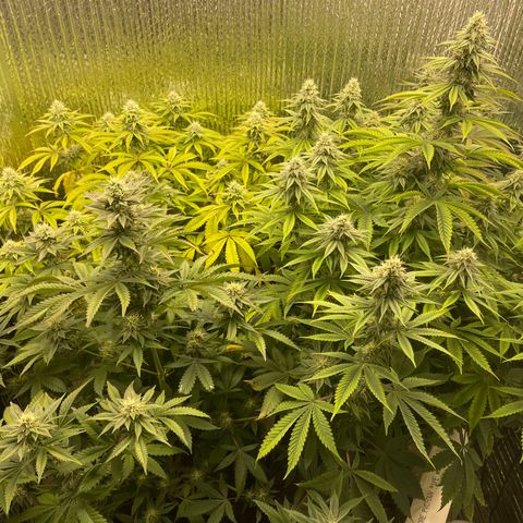 Purple Crash growlog timeline photo