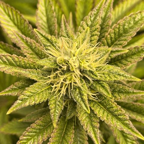 Purple Crash growlog timeline photo