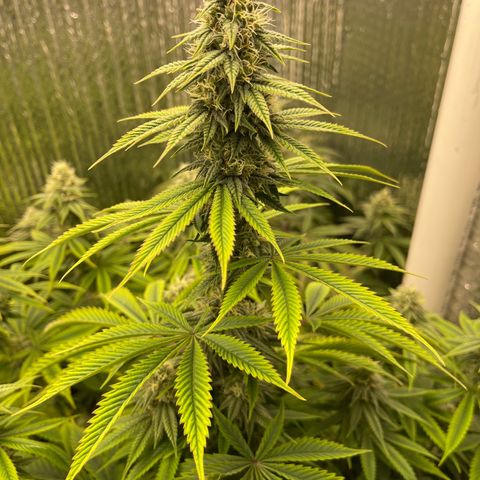 Purple Crash growlog timeline photo