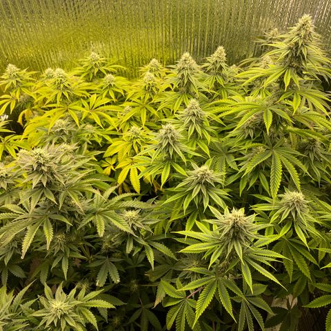 Purple Crash growlog timeline photo