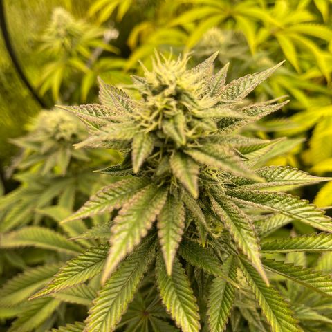 Purple Crash growlog timeline photo