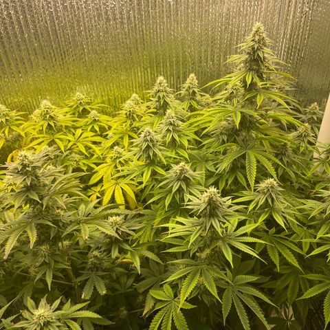 Purple Crash growlog timeline photo
