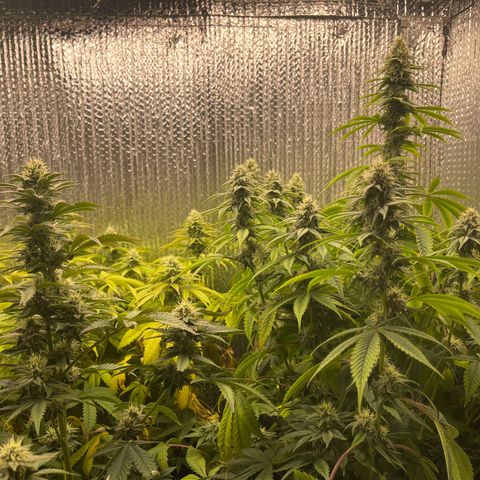 Purple Crash growlog timeline photo