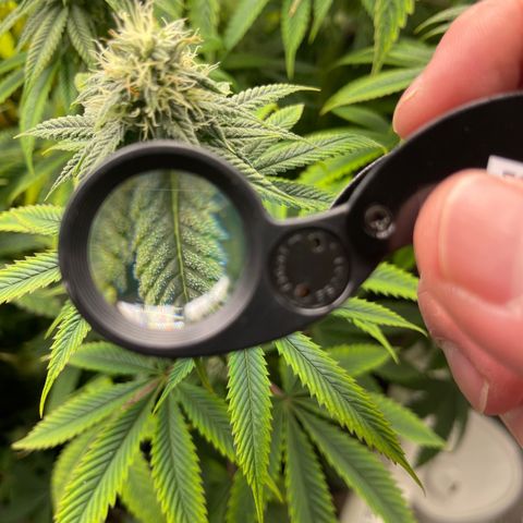 Purple Crash growlog timeline photo
