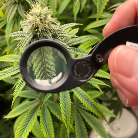 Purple Crash growlog timeline photo