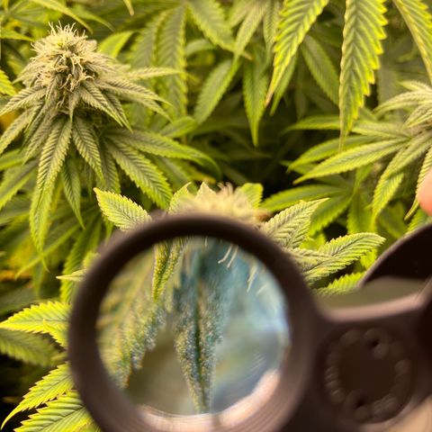 Purple Crash growlog timeline photo