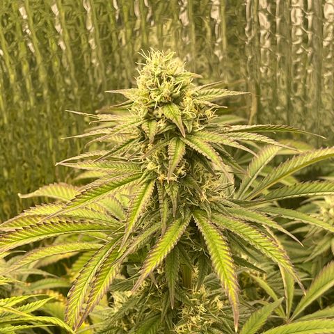 Purple Crash growlog timeline photo