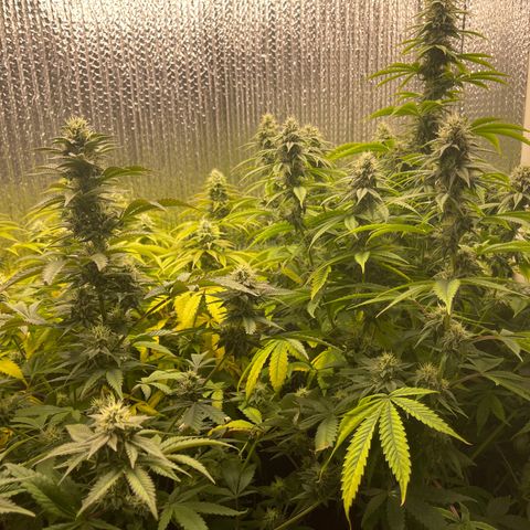 Purple Crash growlog timeline photo