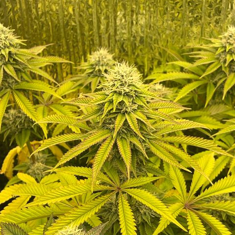 Purple Crash growlog timeline photo