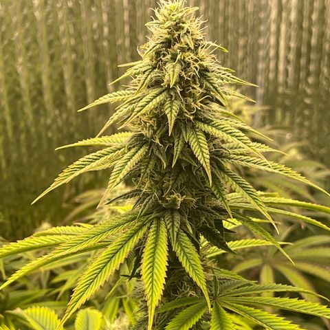 Purple Crash growlog timeline photo