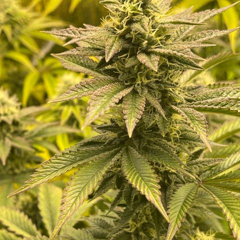 Purple Crash growlog timeline photo
