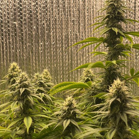 Purple Crash growlog timeline photo