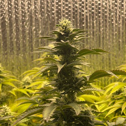 Purple Crash growlog timeline photo