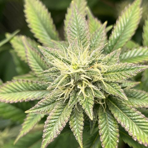 Purple Crash growlog timeline photo