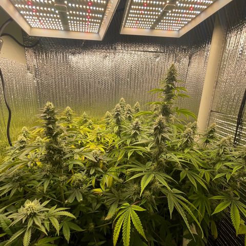Purple Crash growlog timeline photo