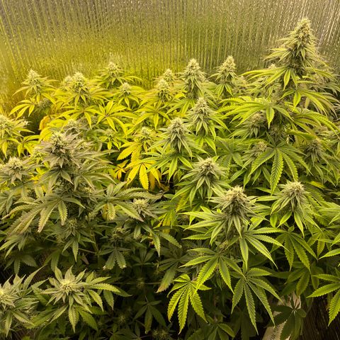 Purple Crash growlog timeline photo