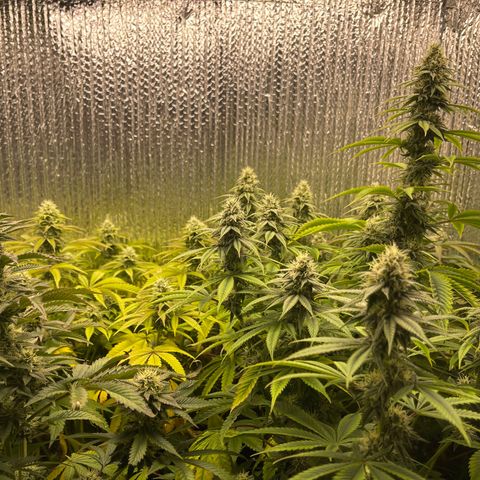 Purple Crash growlog timeline photo