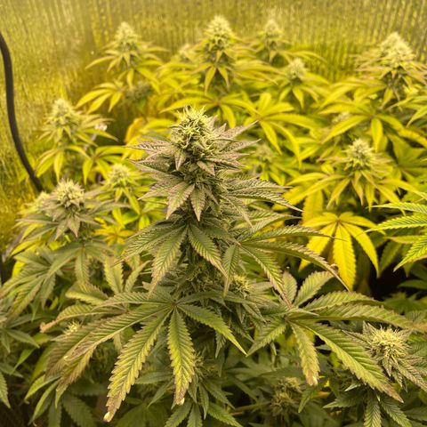 Purple Crash growlog timeline photo