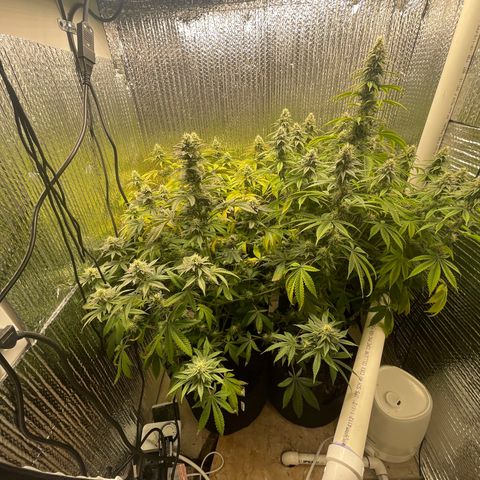 Purple Crash growlog timeline photo