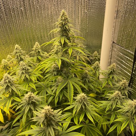 Purple Crash growlog timeline photo