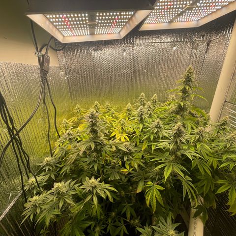 Purple Crash growlog timeline photo