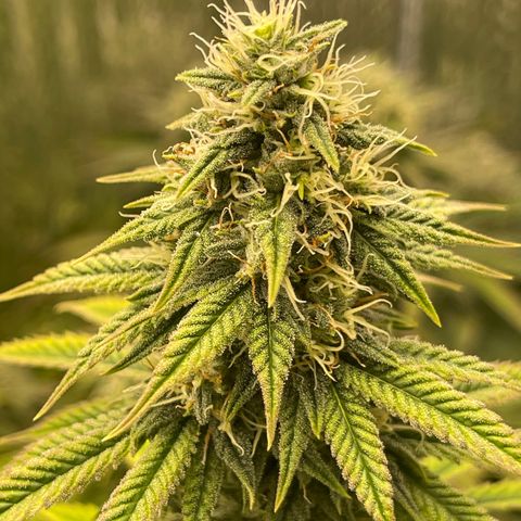 Purple Crash growlog timeline photo
