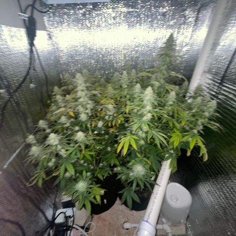 Purple Crash growlog timeline photo