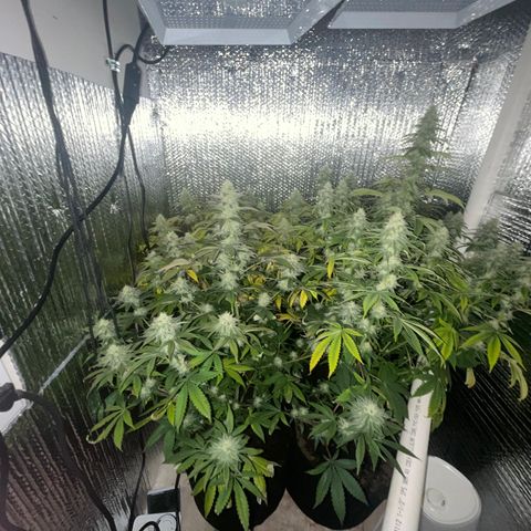 Purple Crash growlog timeline photo
