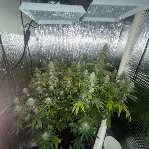 Purple Crash growlog timeline photo