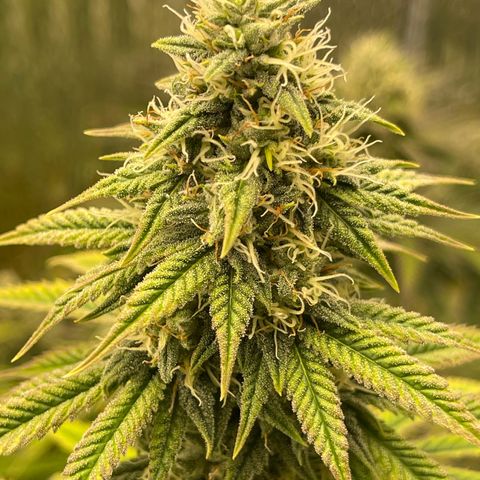 Purple Crash growlog timeline photo