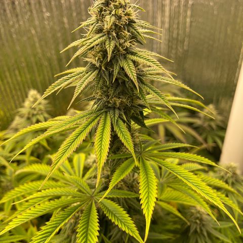 Purple Crash growlog timeline photo