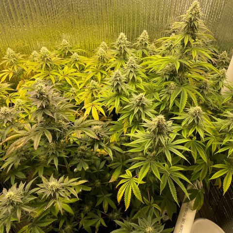 Purple Crash growlog timeline photo