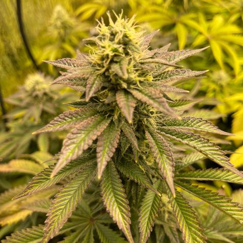 Purple Crash growlog timeline photo