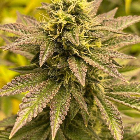 Purple Crash growlog timeline photo