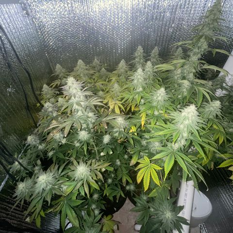 Purple Crash growlog timeline photo
